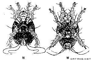 塵蟎過敏性哮喘