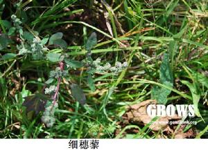 細穗藜