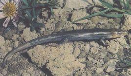 大渡石龍子 大渡石龍子