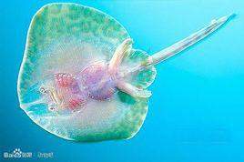 中華團扇鰩 中華團扇鰩