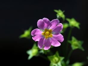 黑腺鄂報春 黑腺鄂報春