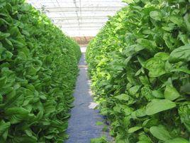 全能菠菜 全能菠菜