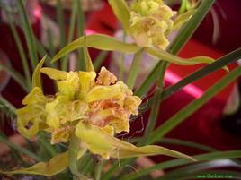 萬和蘭花 萬和蘭花