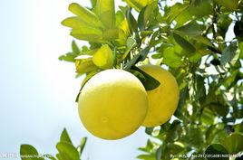 常山胡柚 常山胡柚