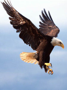 展翅高飛[展翅高飛：成語]