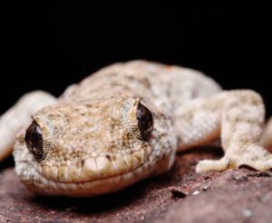 墨脫裸趾虎 墨脫裸趾虎