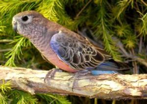 伯氏鸚鵡屬 伯氏鸚鵡屬