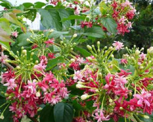 耳葉風車子 耳葉風車子