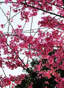 山櫻花[薔薇目薔薇科植物]