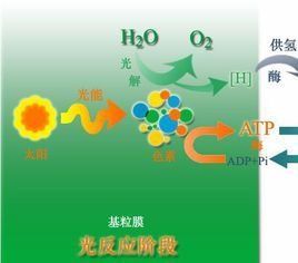 光化學反應 光化學反應