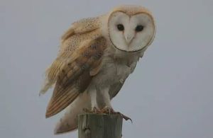 草鴞台灣亞種 草鴞台灣亞種