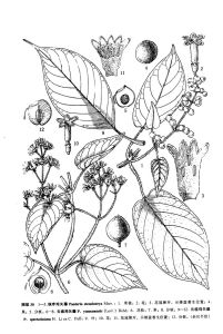 雲桂雞矢藤 雲桂雞矢藤