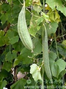 葫蘆科植物 葫蘆科植物