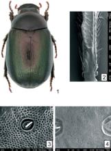 個體以及部分資料圖