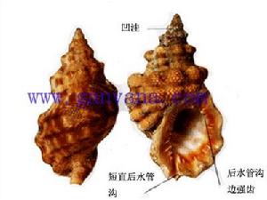 地中海蛙螺 地中海蛙螺