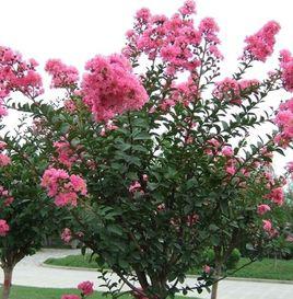 null[千屈菜科紫薇屬植物]