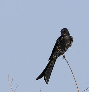 須嘴卷尾 須嘴卷尾