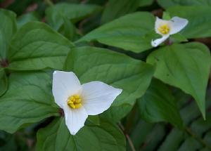 西藏延齡草 西藏延齡草
