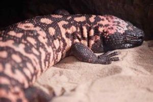 希拉毒蜥 希拉毒蜥