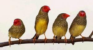 褐頭星雀 褐頭星雀