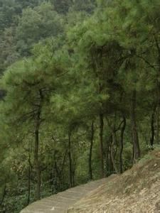 重慶尖刀山森林公園 重慶尖刀山森林公園