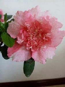 歡天喜地[山茶屬栽培品種]