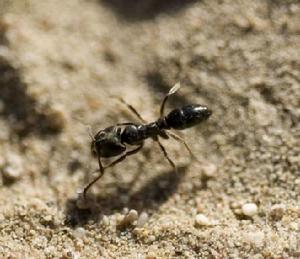 短猛蟻屬 短猛蟻屬