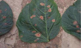 豇豆褐斑病 豇豆褐斑病