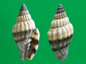 蛹筆螺科 蛹筆螺科