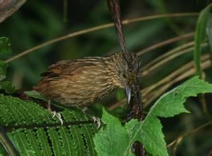 縱紋樹獵雀 縱紋樹獵雀