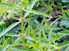 節節花[節節花]