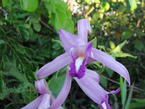 多花科雷蘭 多花科雷蘭