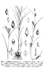 杯鱗苔草 杯鱗苔草