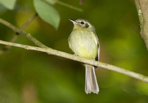 聖保羅姬霸鶲 聖保羅姬霸鶲