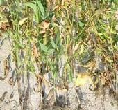 大豆疫病菌 大豆疫病菌