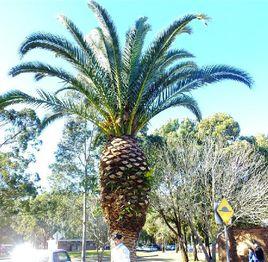 加那利海棗 加那利海棗