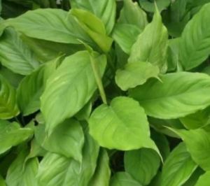 波葉亮絲草 波葉亮絲草