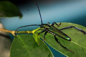 大綠天牛 大綠天牛