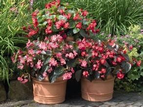 海棠越桔 海棠越桔