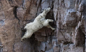 生活在懸崖峭壁上的落基山羊