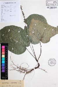 矮裸柱草 矮裸柱草