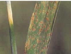 小麥隱匿柄鏽菌 小麥隱匿柄鏽菌