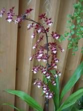 朱古力香水文心蘭 朱古力香水文心蘭