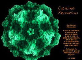 細小病毒性腸炎 細小病毒性腸炎