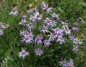 匙葉巴塘紫菀 匙葉巴塘紫菀