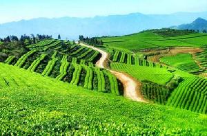 四明龍尖 四明龍尖