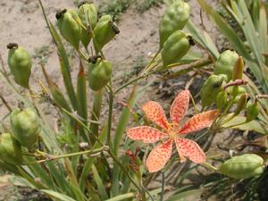 地扁竹散 地扁竹散