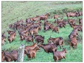 雲南龍陵山羊 雲南龍陵山羊