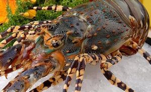 波紋龍蝦 波紋龍蝦