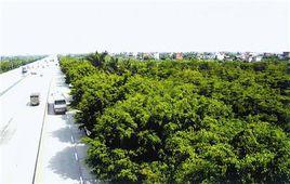 魚窩頭鎮 魚窩頭鎮